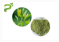 Kamelya Sinensis Yapraklarından Matcha Yeşil Çay Tozu